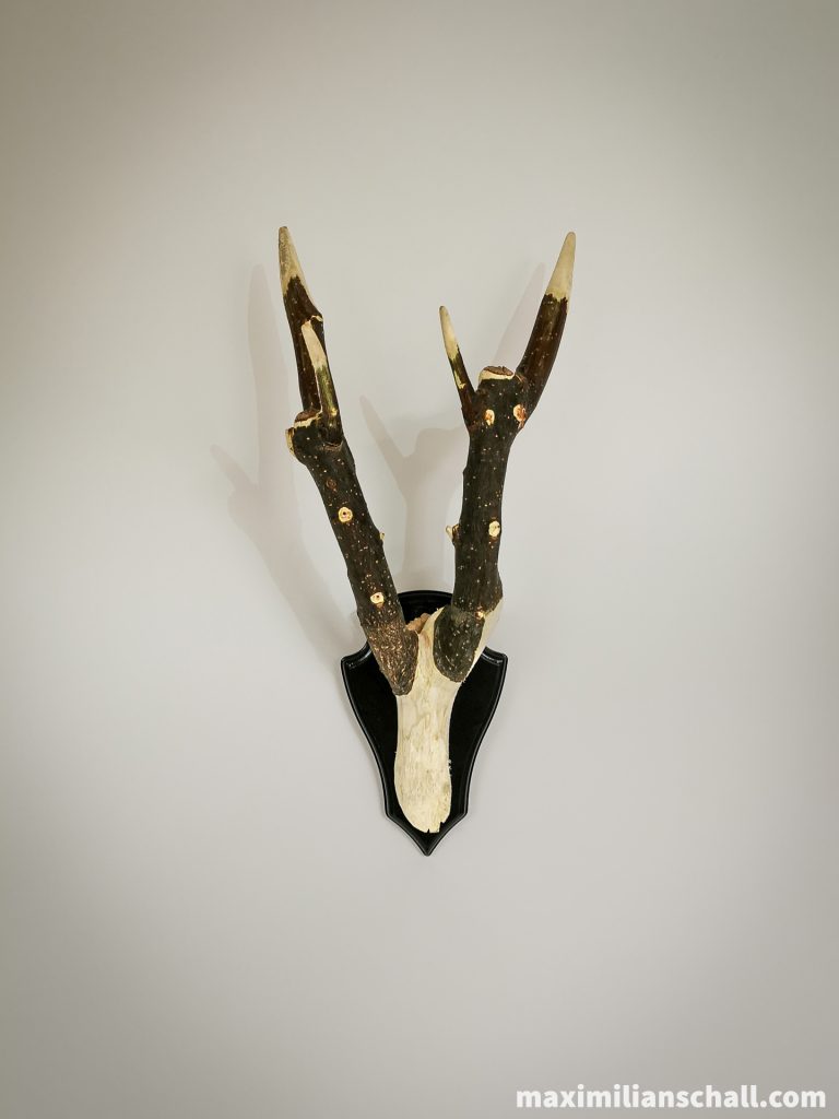 Picture of the artwork “Vegan Antlers” by Maximilian Schall