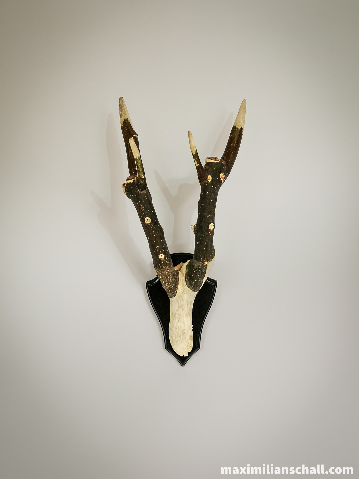 Picture of the artwork “Vegan Antlers” by Maximilian Schall